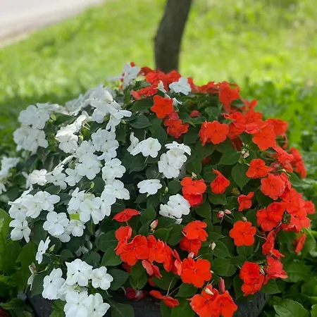 Dedina Kuca 1937 Apartament *